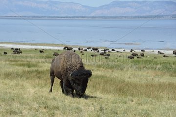 American bison at the salt lake Antelope Island USA