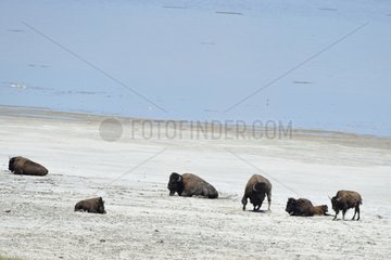 American bisons at the salt lake Antelope Island USA