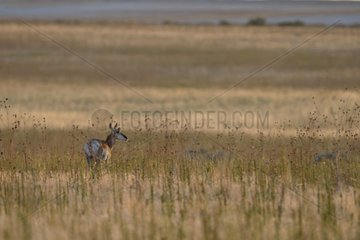 Proghorn in dry grass Antelope Island USA