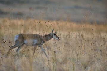 Proghorn in dry grass Antelope Island USA