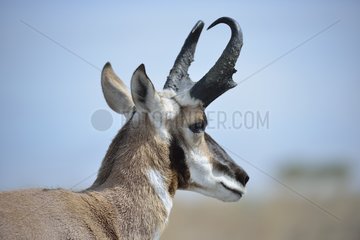 Portrait of Proghorn Antelope Island USA