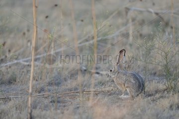 Snowshoe hare in the dry grass Antelope Island USA