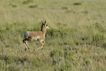 Young Pronghorn running in the grass Bryce Canyon USA