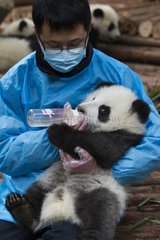 Trainer giving the feeding bottle to a young Giant Panda