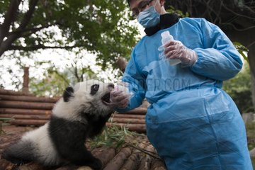 Trainer giving the feeding bottle to a young Giant Panda