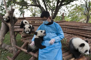 Trainer with young Giant Pandas China