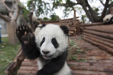 Young Giant Panda playing China