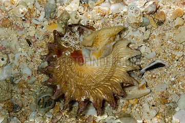 Longspine starsnail a marine gastropod mollusk in Guadeloupe