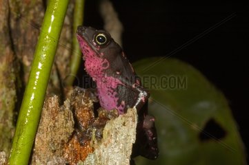 Toad in French Guiana