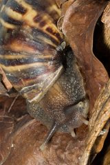 East african land snail in Guadeloupe