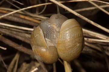 Land snails in Guadeloupe