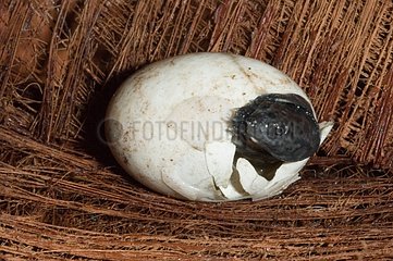 Birth of a Toad-headed Turtle in French Guiana