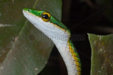 Parrot snake in French Guiana