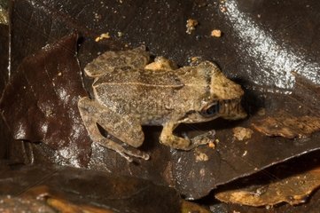 Lesser Antillean whistling frog in Guadeloupe
