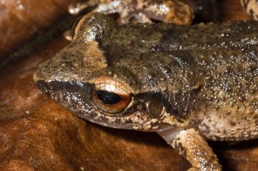 Martinique Robber frog in Guadeloupe