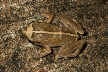 Martinique Robber frog in Guadeloupe