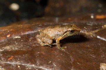 Pinchon's piping frog in Guadeloupe