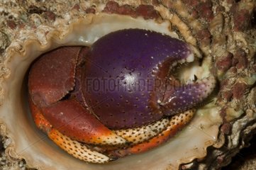 Hermit crab in Guadeloupe