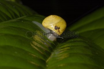 Tropical and subtropical land snails in Guadeloupe