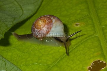 Tropical land snails in Guadeloupe