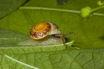 Tropical land snails in Guadeloupe