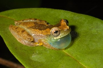 Frog on a leaf French Guiana
