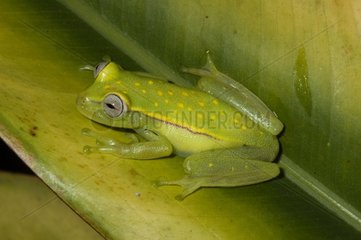 Polka-dot Treefrog on a leaf French Guiana