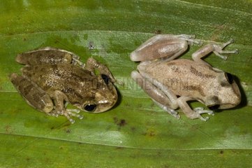 Frogs on a leaf in Guadeloupe