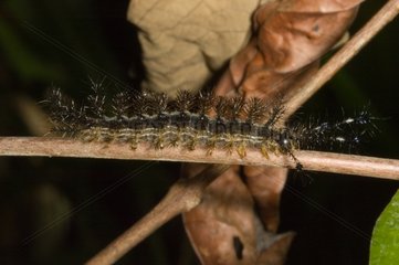 Lepidopteran caterpillar in French Guiana