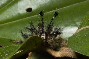Lepidopteran caterpillar in French Guiana