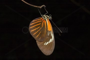 Butterfly on a leaf in French Guiana