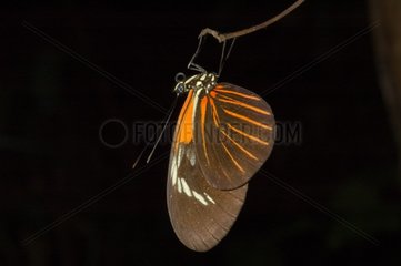 Butterfly on a leaf in French Guiana