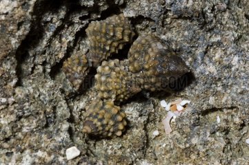 Sea snails in Guadeloupe