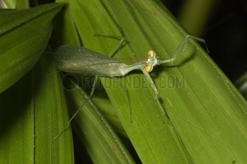 Praying mantis on a leaf in French Guiana