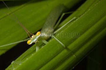 Praying mantis on a leaf in French Guiana