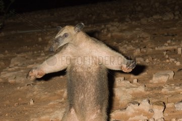 Southern Anteater of French Guiana