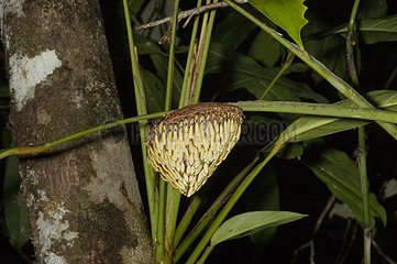 Wasps nest in French Guiana