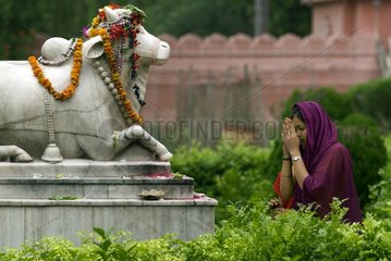 Woman in sari praying before the statue of the god Nandi India