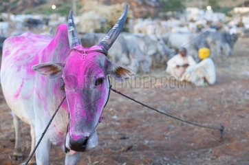 Cows at Badami in Karnataka State in India