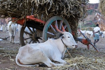 Cow lying near a cart in Badami India