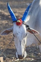 Portrait of a cow horns painted blue in India