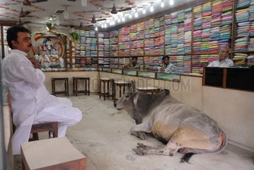 Cow lying in a shop in Varanasi in India