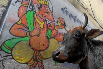Portrait of a cow in front of a mural in Varanasi in India