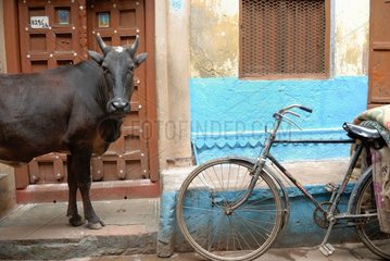 Cows and biclycle in a street of Varanasi in India