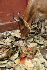Cow in a street of Varanasi in India