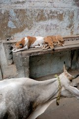 Cow and dogs in a street of Varanasi in India