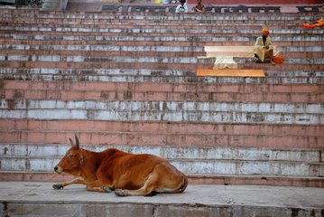 Cow lying at the foot of a staircase in Varanasi in India