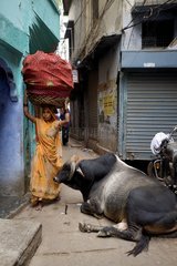 Woman walking past a cowl ying in a street in India