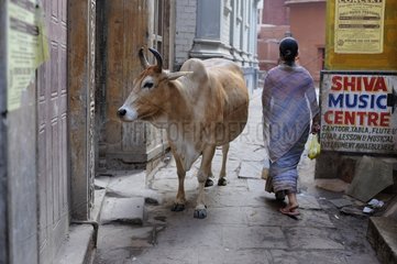 Woman walking past a cow in a street in India