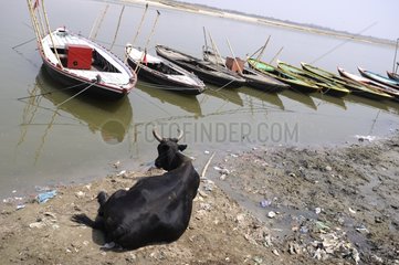 Cow lying on the banks of the Ganges in Varanasi India